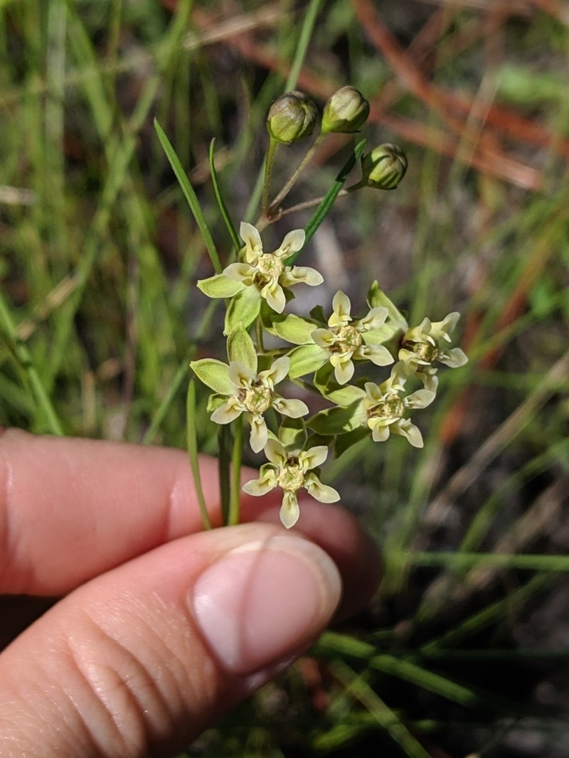 Southern Milkweed photo 8