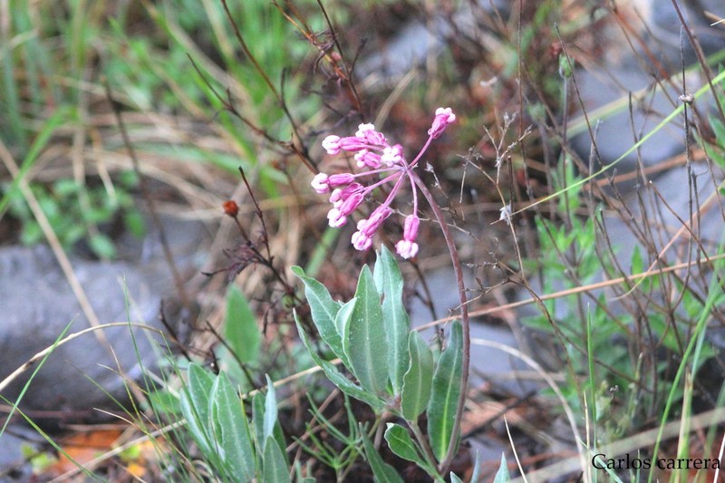 Asclepias virletii
