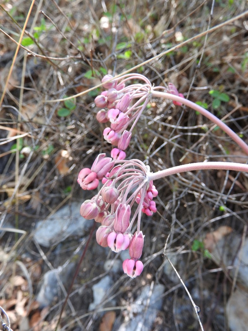 Asclepias virletii photo 2
