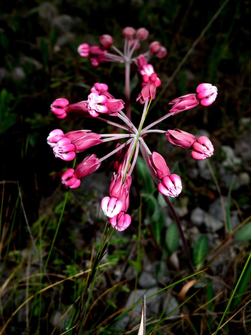 Asclepias virletii photo 3