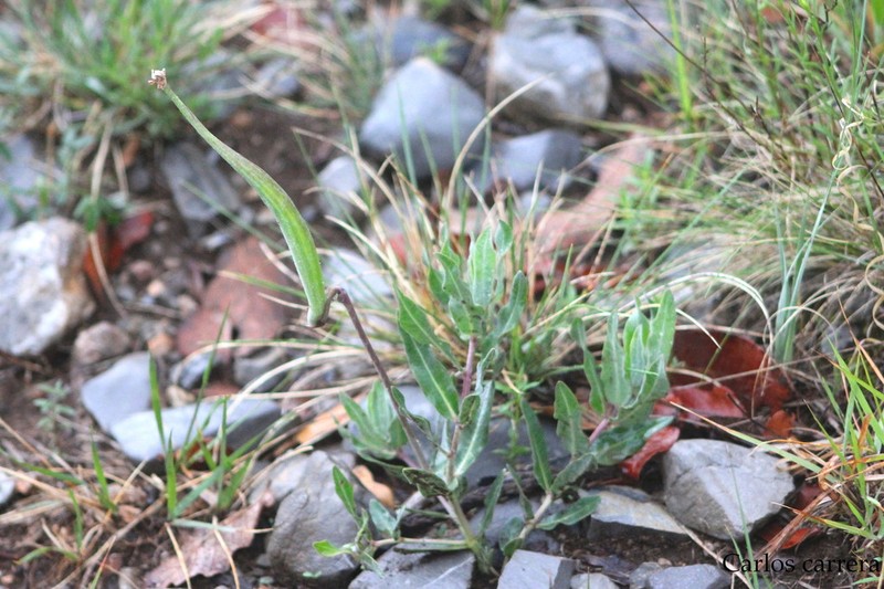 Asclepias virletii photo 4