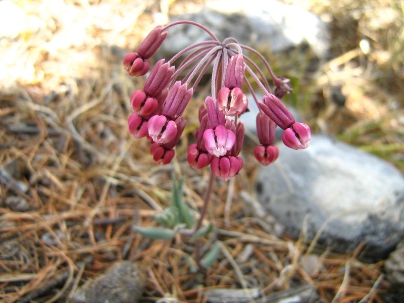 Asclepias virletii photo 5