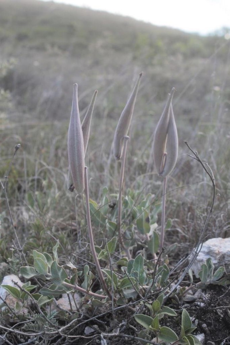 Asclepias virletii photo 6