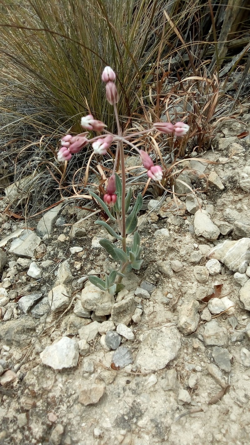 Asclepias virletii photo 7