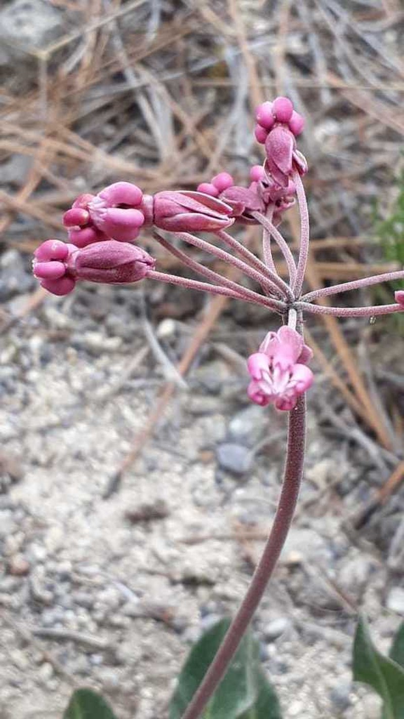 Asclepias virletii photo 8