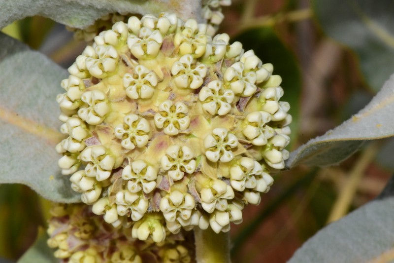 Welsh's Milkweed photo 2