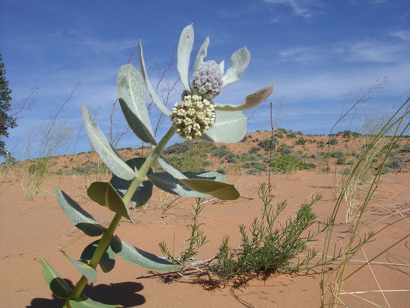 Welsh's Milkweed photo 3