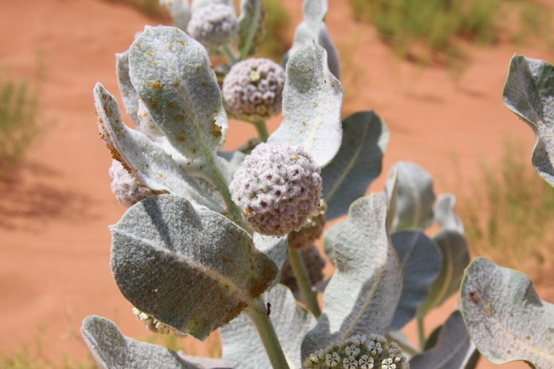 Welsh's Milkweed photo 4