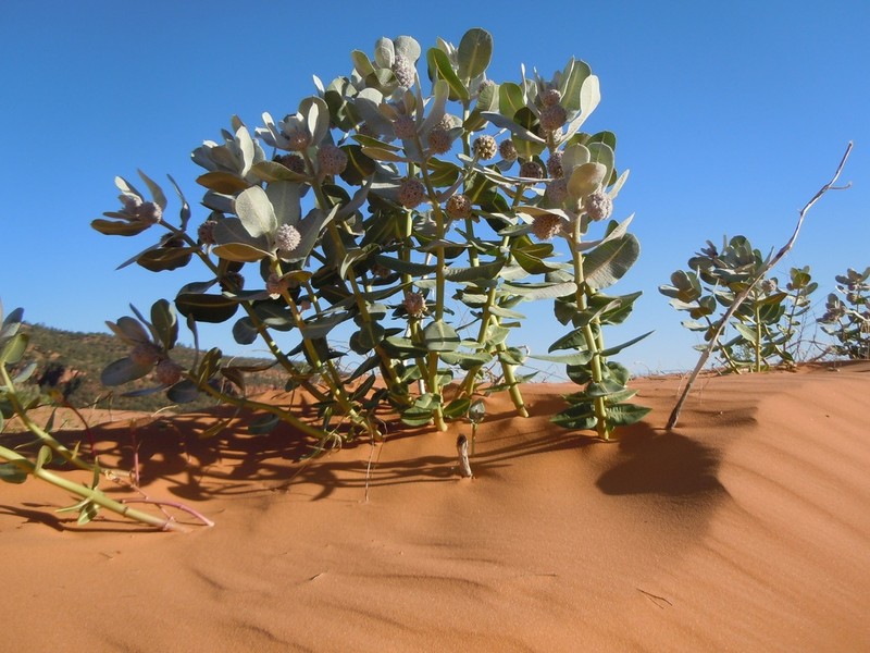 Welsh's Milkweed photo 5