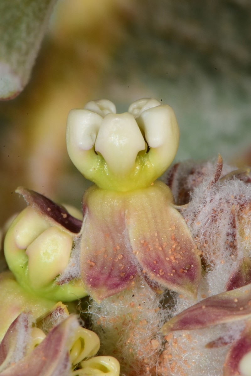Welsh's Milkweed photo 6