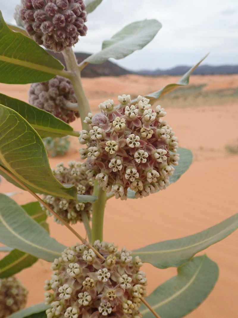 Welsh's Milkweed photo 7
