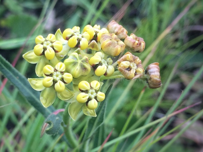 Asclepias woodii