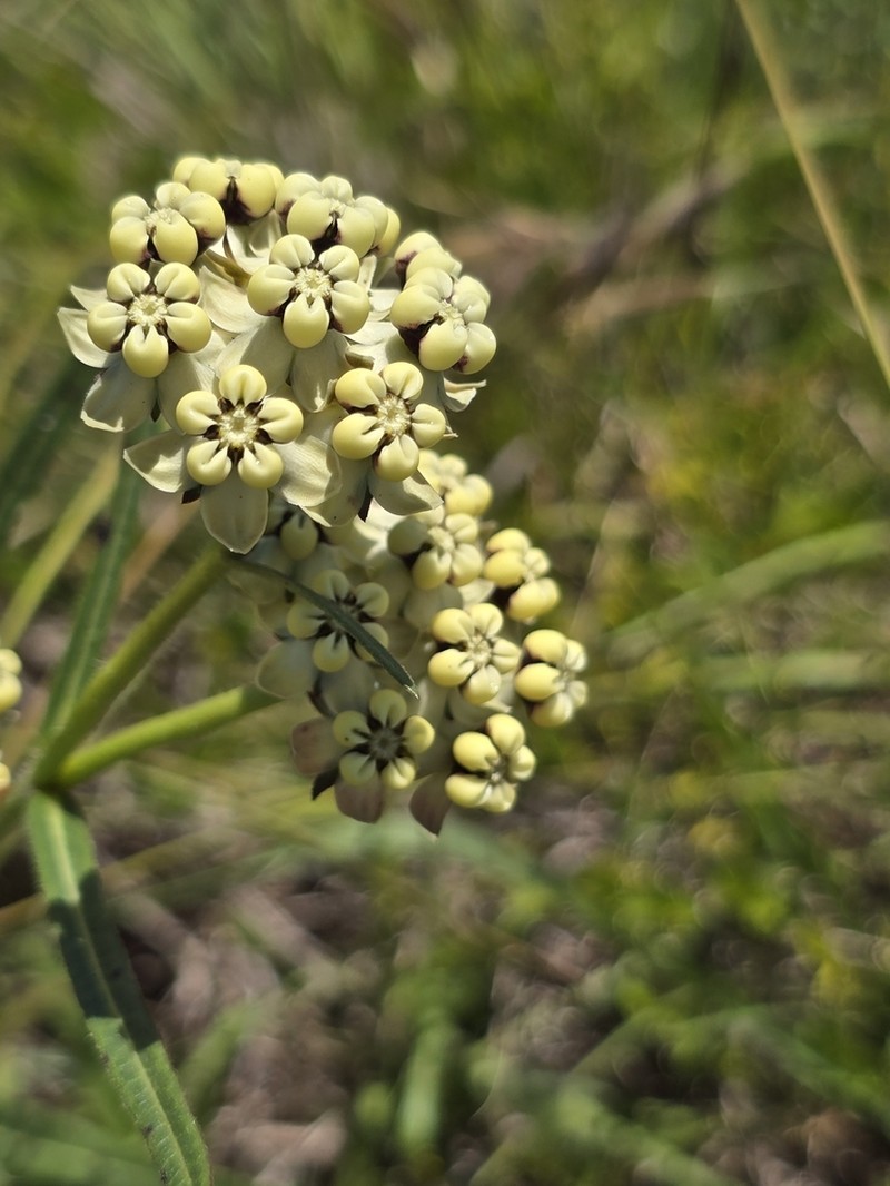 Asclepias woodii photo 2