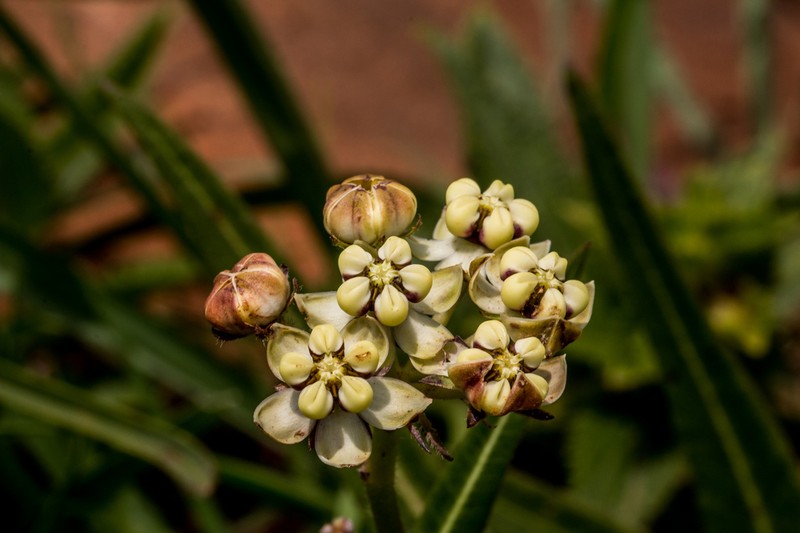 Asclepias woodii photo 3