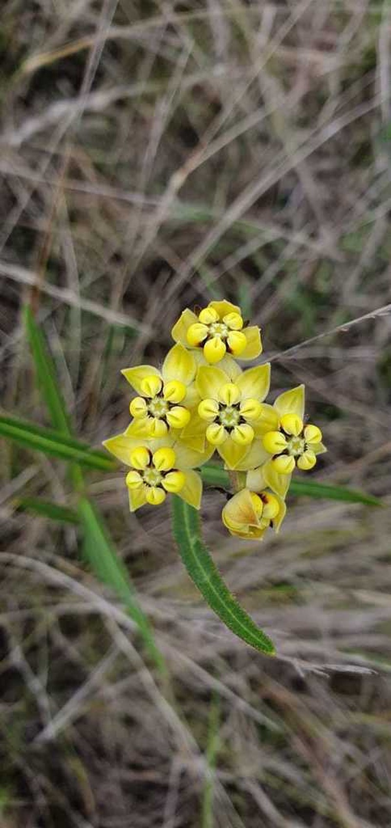 Asclepias woodii photo 4