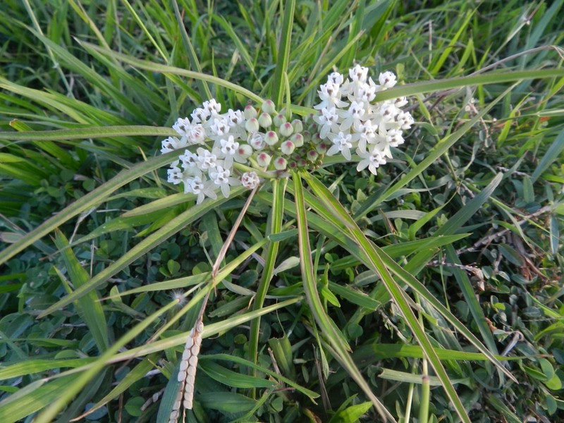 Asclepias woodsoniana