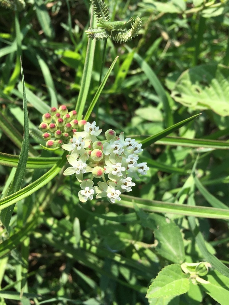 Asclepias woodsoniana photo 2