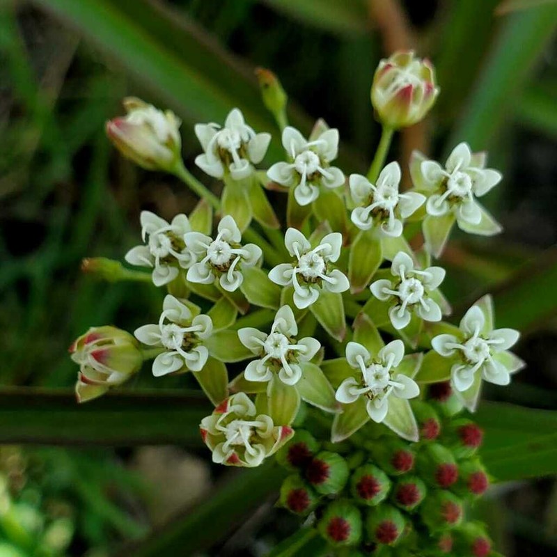 Asclepias woodsoniana photo 3