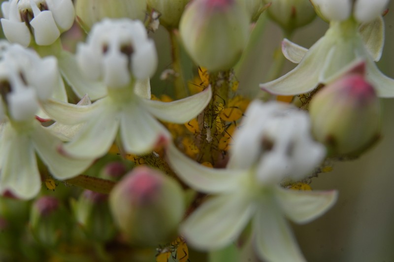 Asclepias woodsoniana photo 4