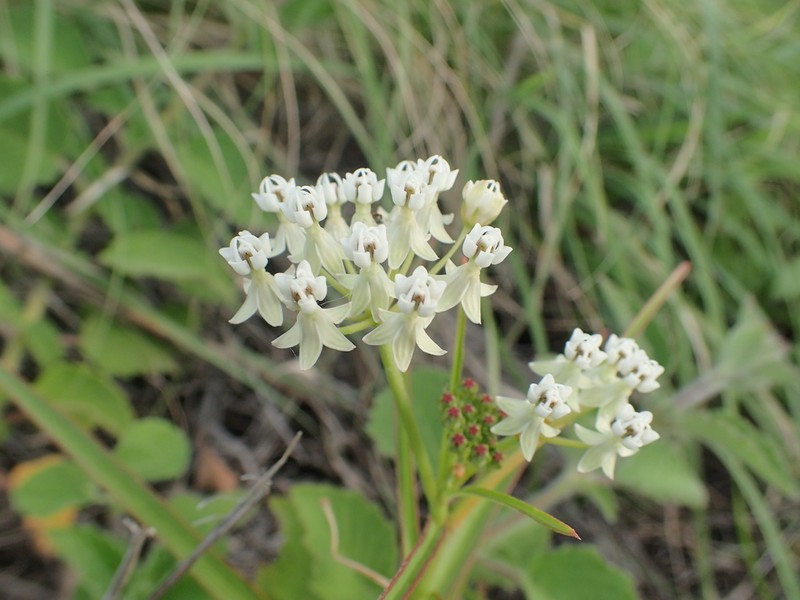Asclepias woodsoniana photo 5