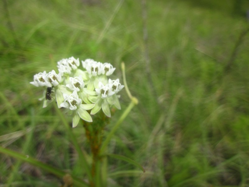 Asclepias woodsoniana photo 6