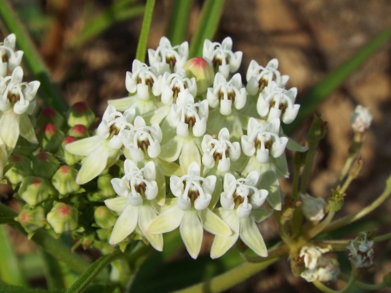 Asclepias woodsoniana photo 7