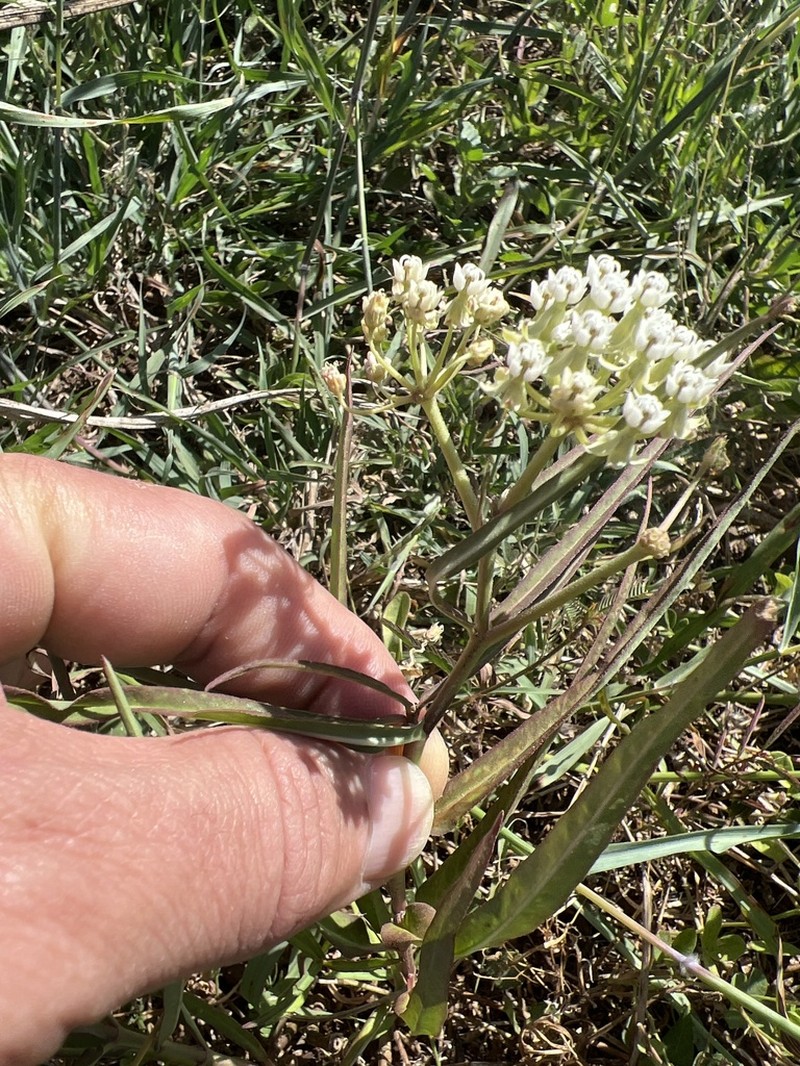 Asclepias woodsoniana photo 8