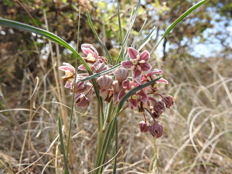 Asclepias zanthodacryon