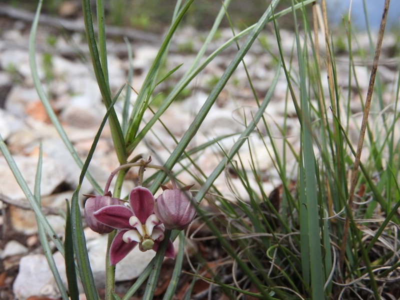 Asclepias zanthodacryon photo 2