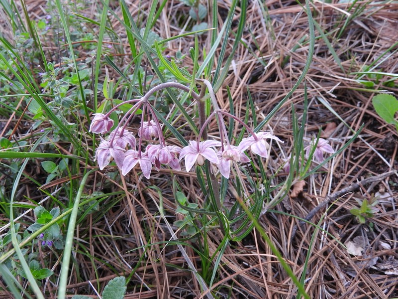 Asclepias zanthodacryon photo 3