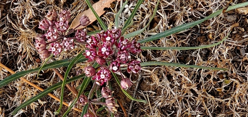 Asclepias zanthodacryon photo 4