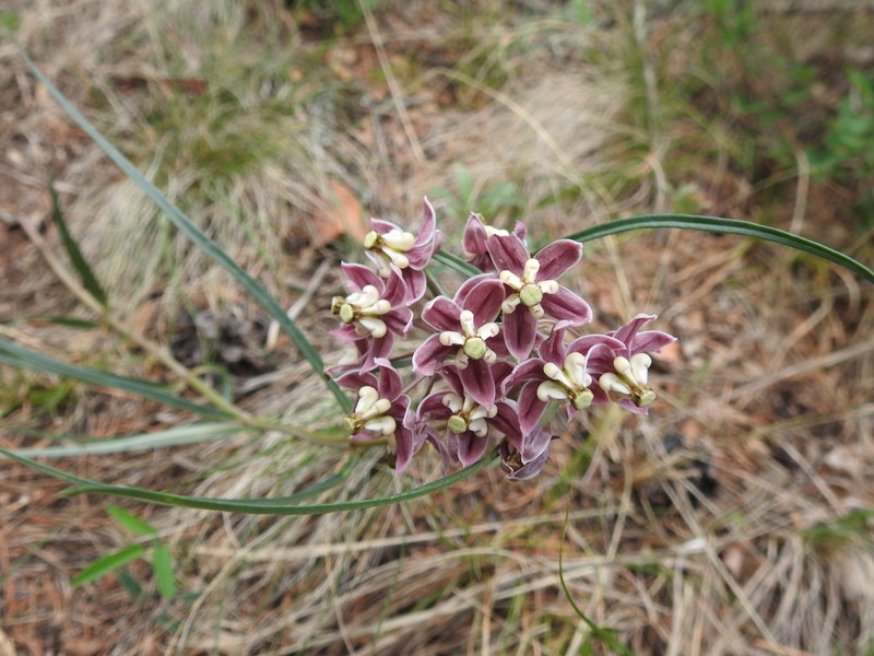 Asclepias zanthodacryon photo 5