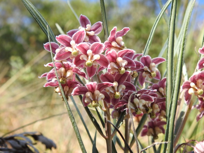 Asclepias zanthodacryon photo 6