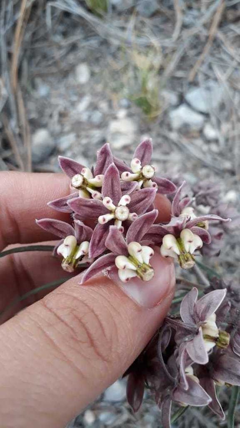 Asclepias zanthodacryon photo 7