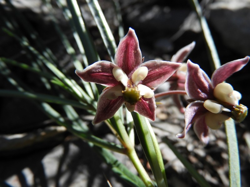 Asclepias zanthodacryon photo 8