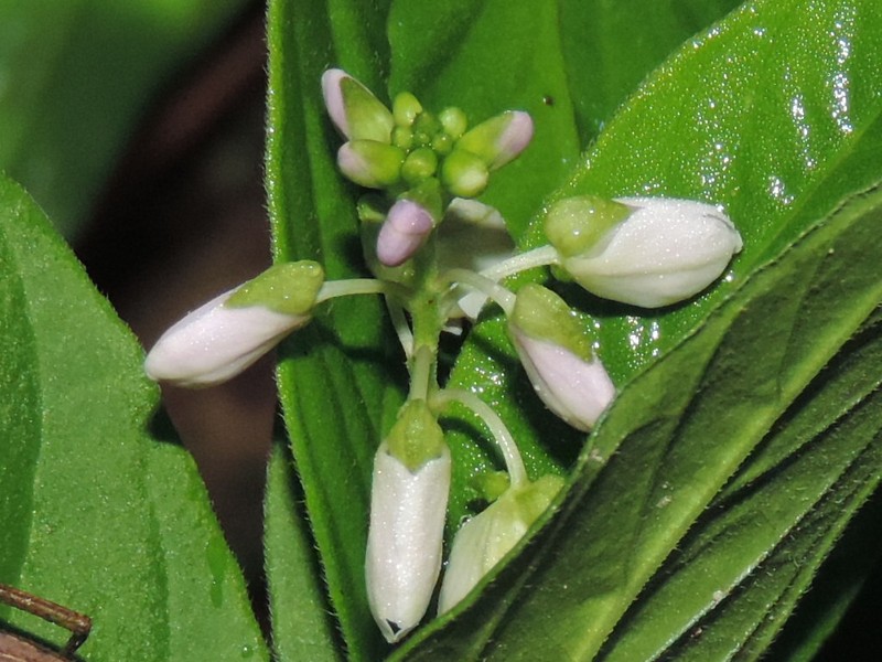 Asemeia acuminata
