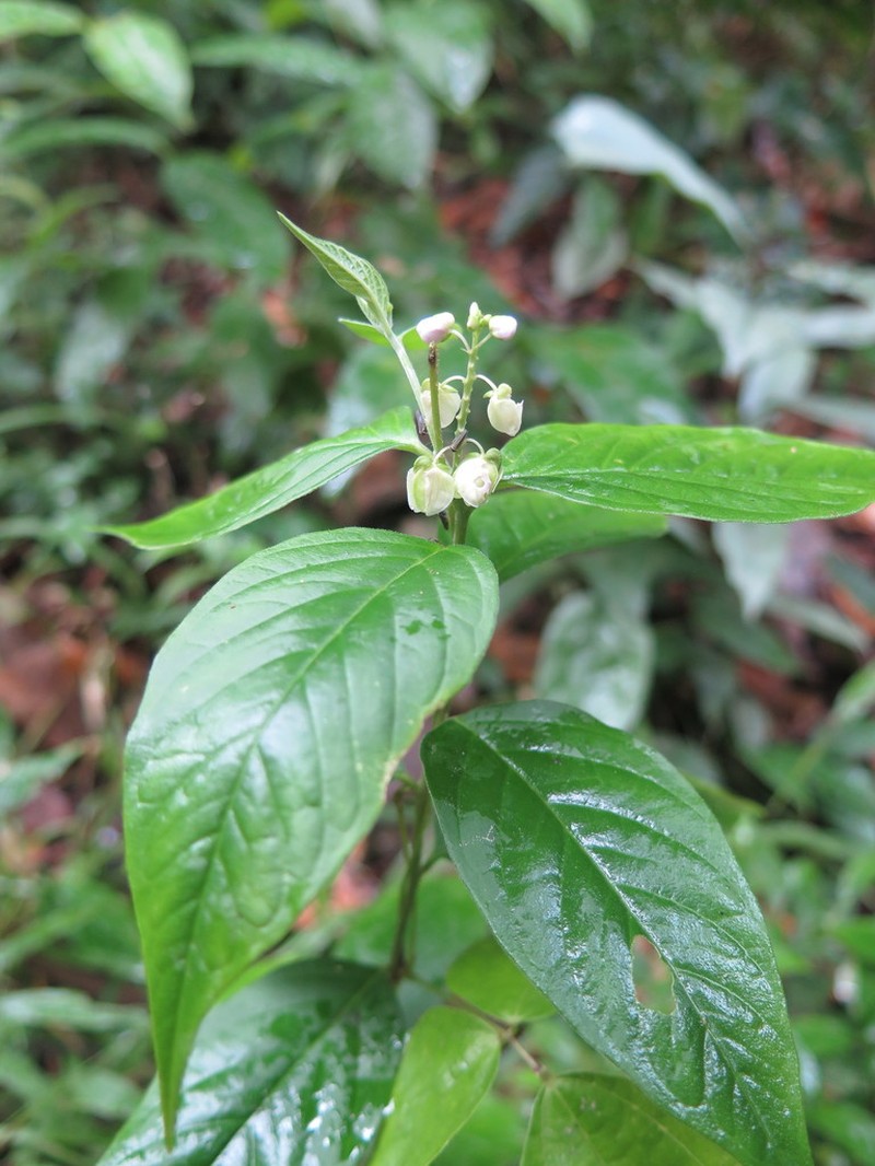 Asemeia acuminata photo 2