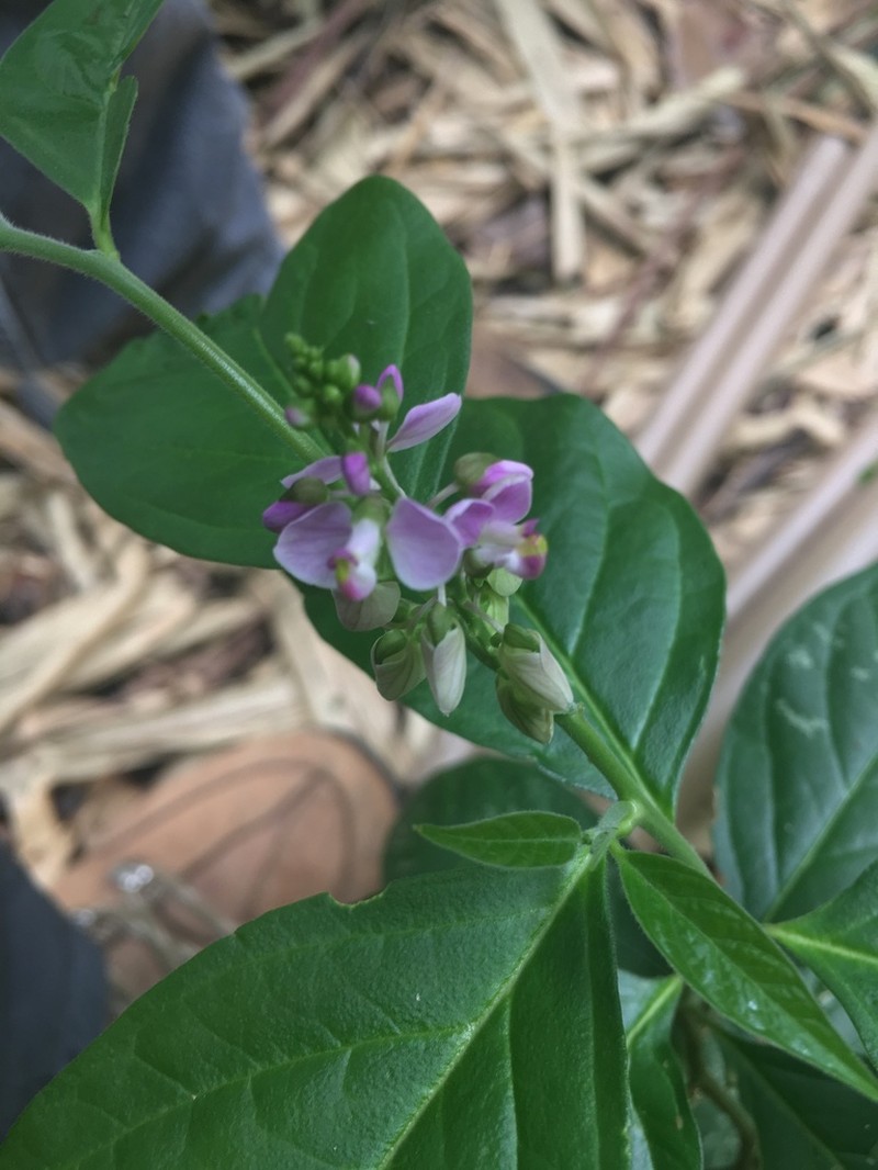 Asemeia acuminata photo 4