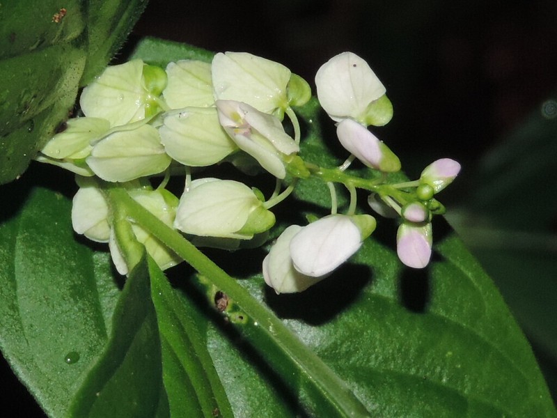 Asemeia acuminata photo 5