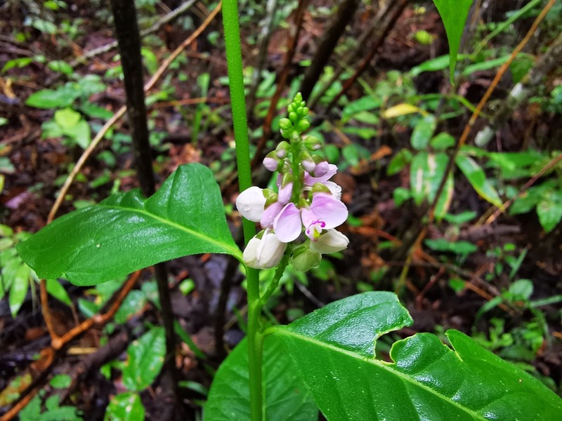 Asemeia acuminata photo 6