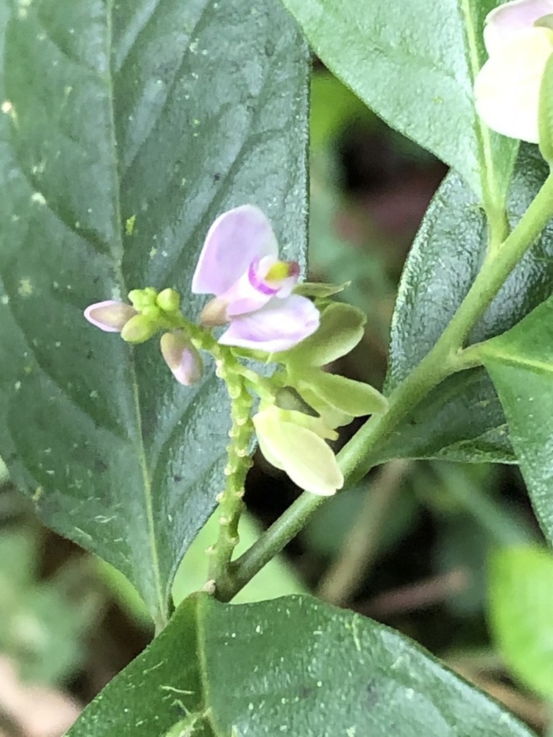 Asemeia acuminata photo 7