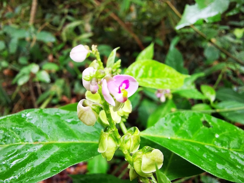 Asemeia acuminata photo 8