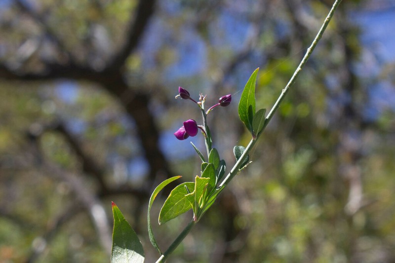 Asemeia apopetala