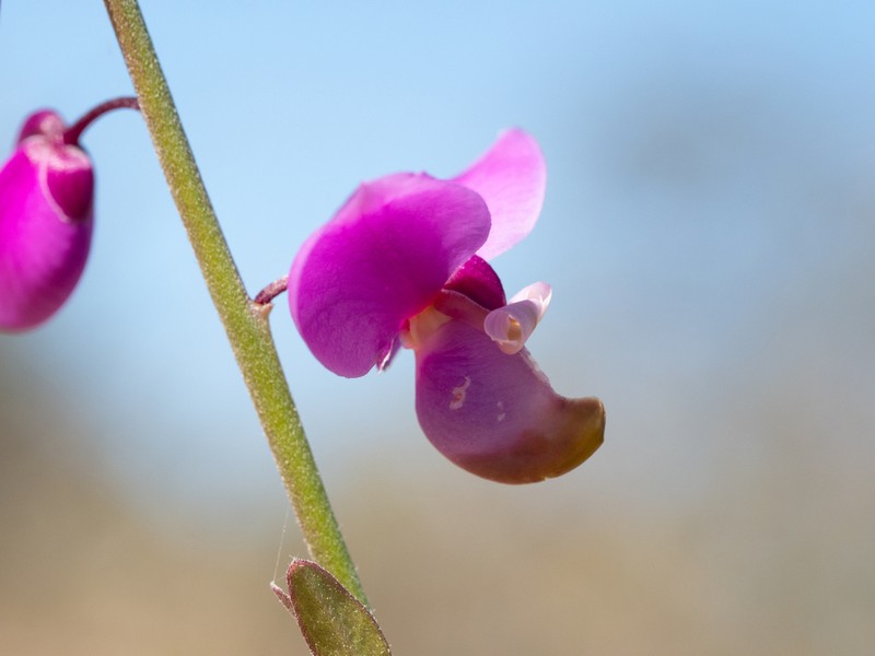 Asemeia apopetala photo 2