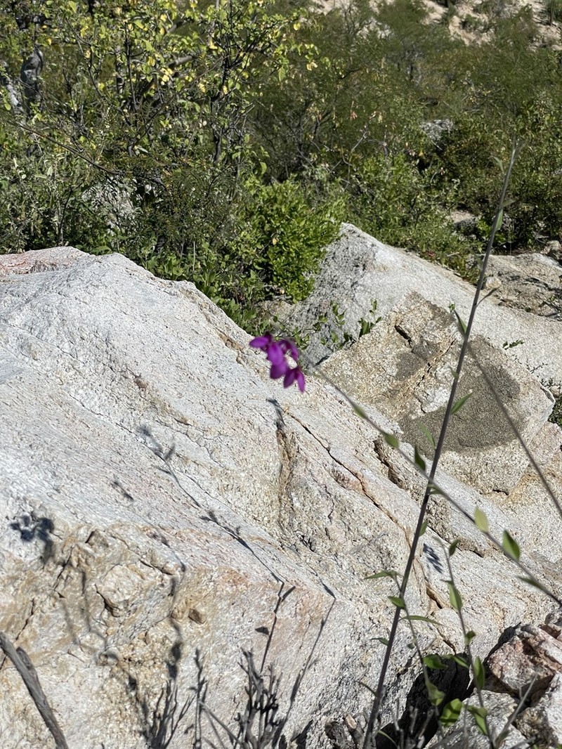 Asemeia apopetala photo 4