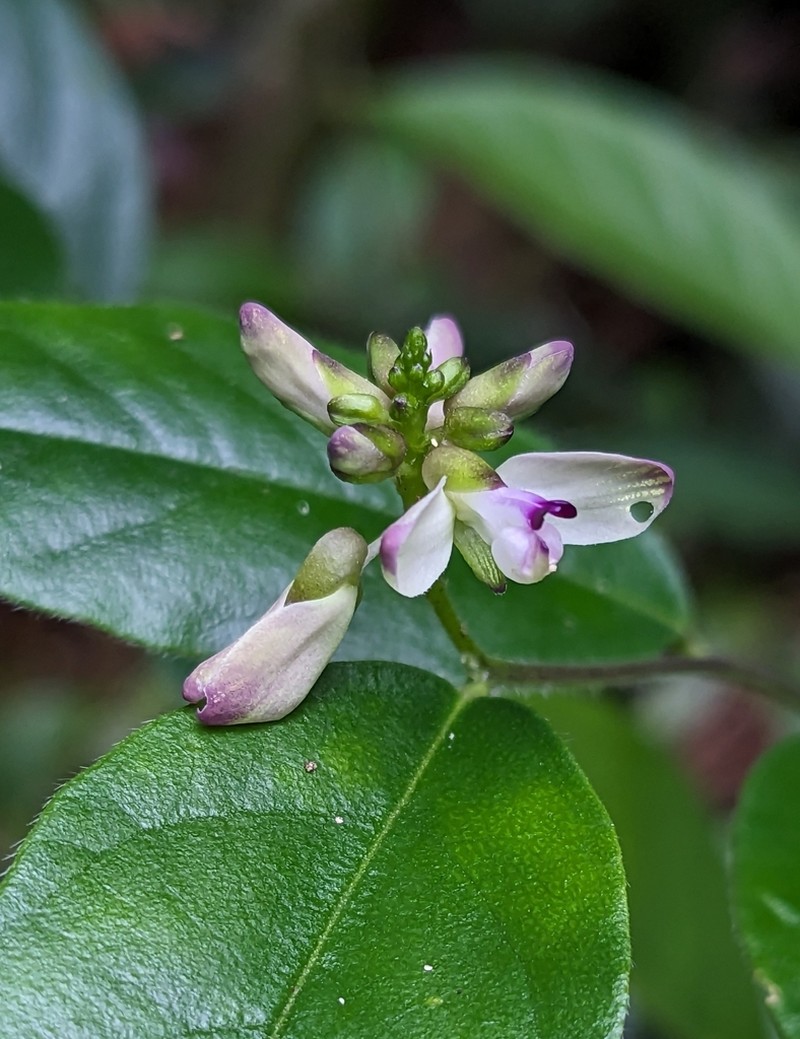 Asemeia echinosperma