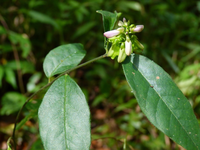 Asemeia echinosperma photo 4