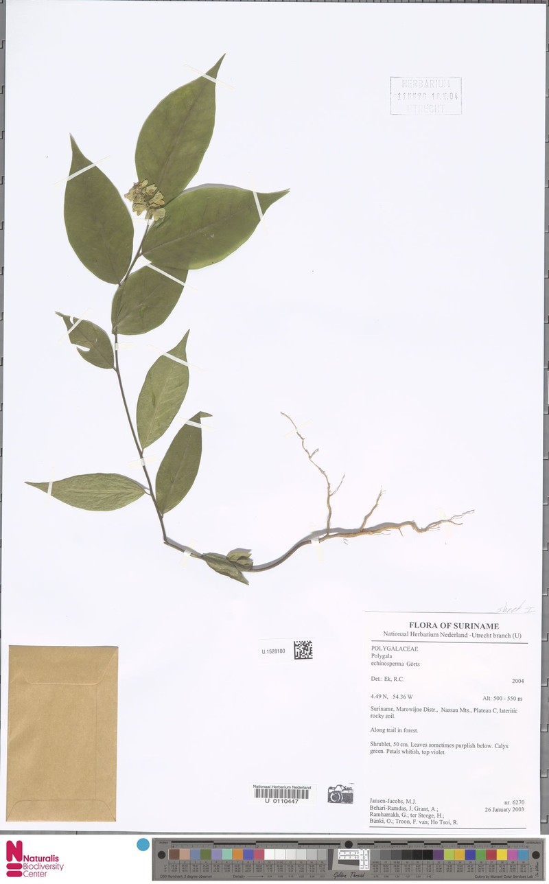 Asemeia echinosperma photo 5