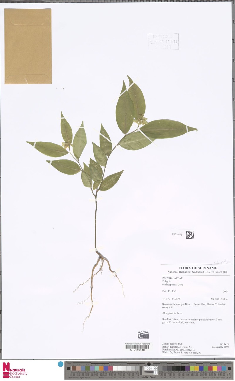 Asemeia echinosperma photo 6