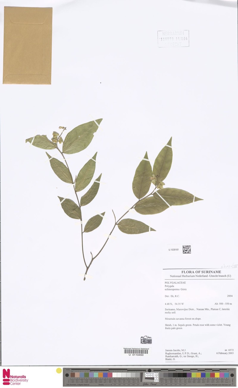 Asemeia echinosperma photo 7